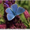 polyom bellargus imago15 kher